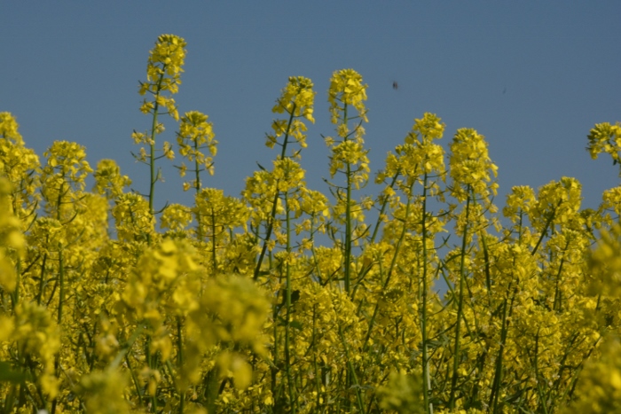 mustard fields